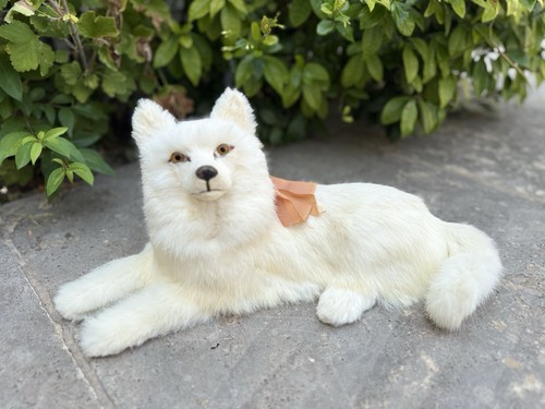 Jolie chien ancien loulou pour - jolie,