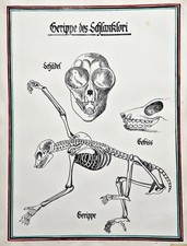 Squelette Du Lémurien Slender