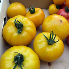 Tomato Pork Chop 5+ Seeds - Seeds - Seeds - Graines - HUGE FINE! P 154