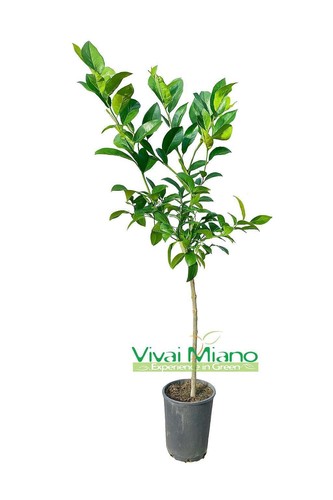 Plante citron vert - vert, de