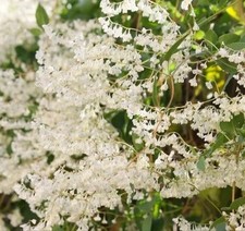 6 Boutures - Renouée