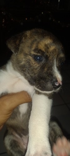 Chiot staff - ti,