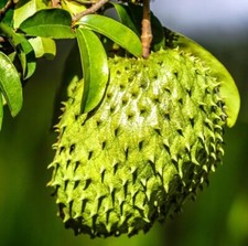Giant Soursop Guanabana Live Plant - 5-8in Tall - Annona Muricata Graviola