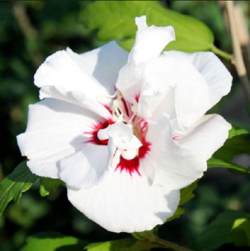 Hibiscus syriacus specious 20 - syriacus,