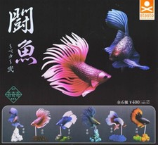Betta ~ poissons de combat ~