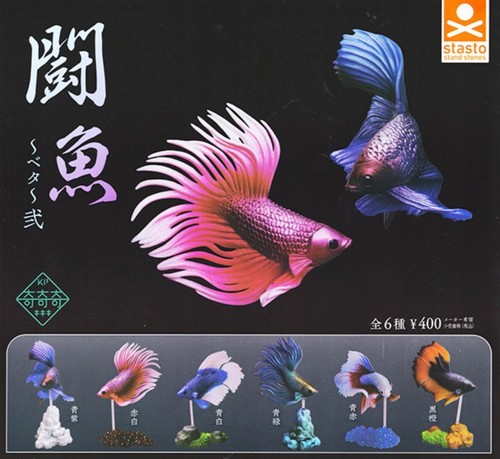 Betta poissons combat - betta, ~