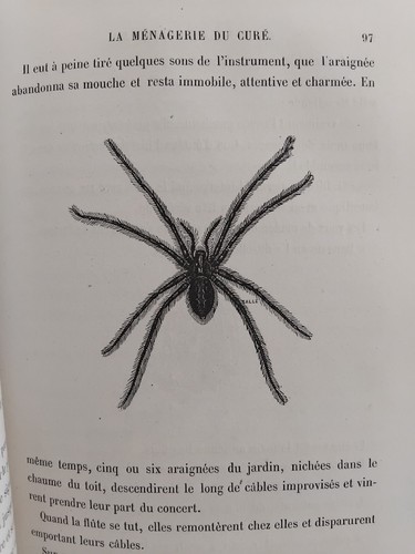 Monde des insectes gravures - insectes,