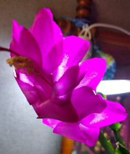 Schlumbergera ‘Tango