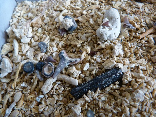 Sable micro fossiles - sable, à