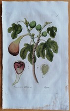 Fig Ficus communis - Large Botanical Print Knorr Thesaurus - 1789