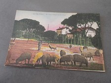 FRANCE.PINS PARASOL DE LA FOUX PRES ST TROPEZ.BERGER ET MOUTONS.