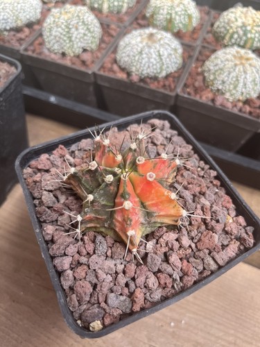 Cactus gymnocalycium variegata - cactus,