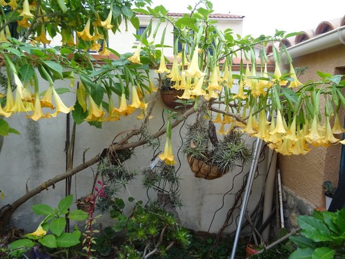 Arbuste datura raçiné - ,