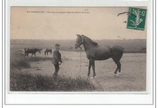 IN NORMANDY - Piquet horses in the Plain of Caen - very good condition