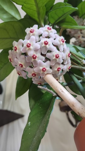 Hoya carnosa