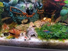 Crevettes Neocaridina Déclassées, 30 achetées 6 offertes 