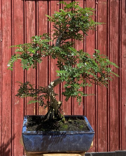Bonsaï zanthoxylum piperitum - zanthoxylum,