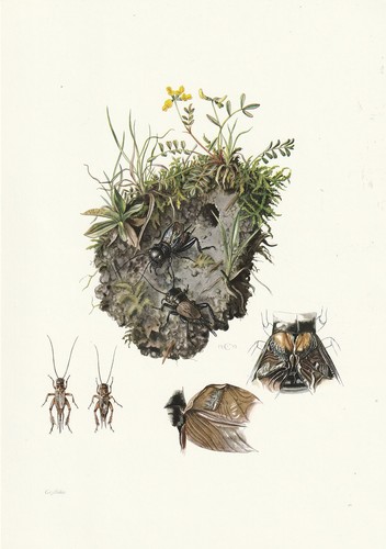 Planche histoire naturelle - planche, 07