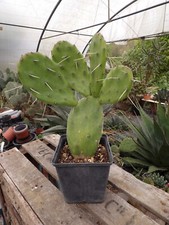 Opuntia megapotamica big frosthardy cactus pot14cm  wysiwyg