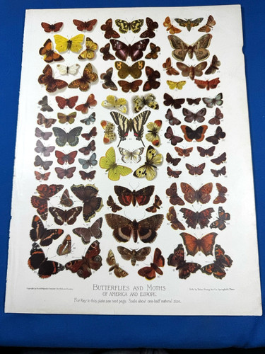 1900 litho print - print, butterflies