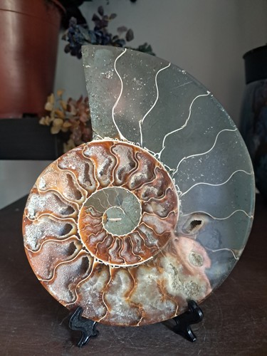 Fossile ammonite madagascar - fossile,
