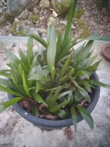 Plants palmier chanvre - 2,