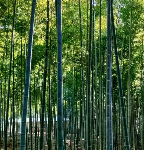Phyllostachys edulis 30cm - phyllostachys, |
