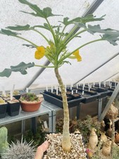 Uncarina roeoesliana à