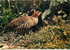 Animals - Birds - Red Partridge - CPM - See Duplex Scans