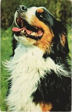 CPA AK Bouvier Bernois DOG (1178151)