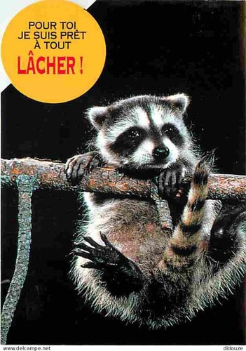 Postcard animals raccoon - postcard,