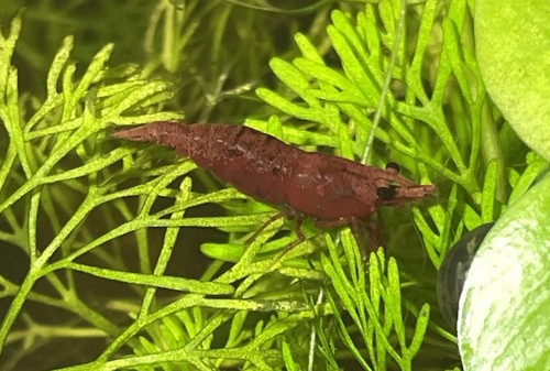 Lot crevettes rouges red - 10,