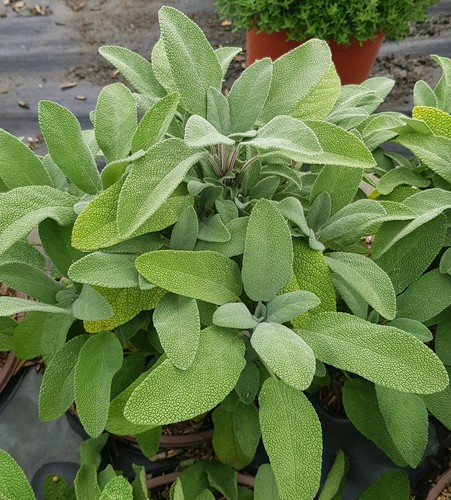 Salvia officinalis grower s - salvia,