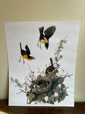 Yellow-breasted cat reproduction painting (19th century)