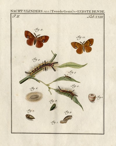 Antique print rusty tussock - antique,