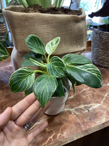 Philodendron birkin variegata - philodendron,