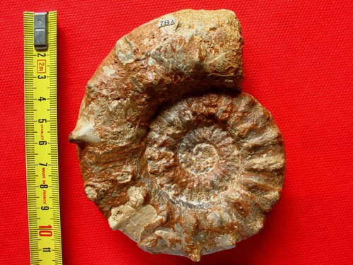 Ammonite oxfordien - ammonite,