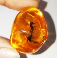 100 % ambre naturel brut 43,05