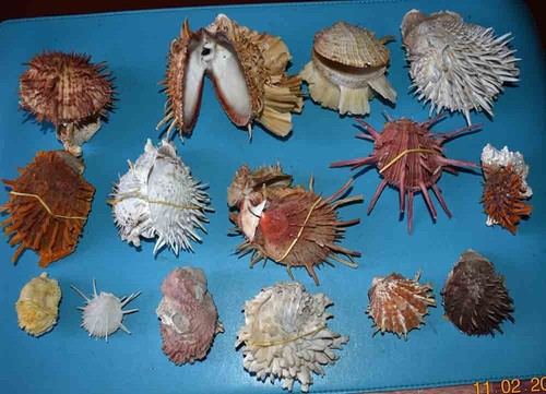 Coquillages collection 13 - collection, de