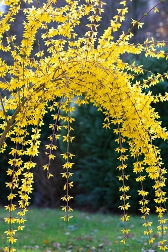 Boutures forsythia - boutures,