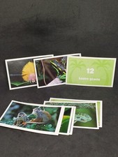 STICKERS JUNGLE MANIA LES