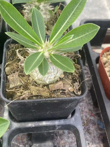 2pcs pachypodium densiflorum - pachypodium,