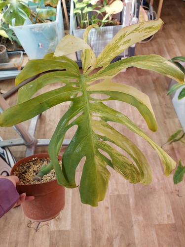 Monstera yellow marilyn - monstera, marilyn’