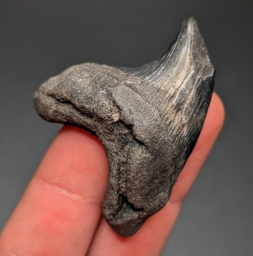 Rare large parotodus - rare,