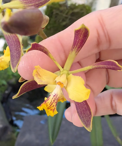 Encyclia alata species - encyclia, orchid