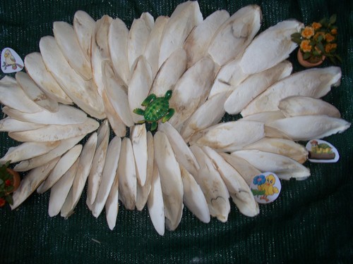 Seiche kg 10 18 - ,