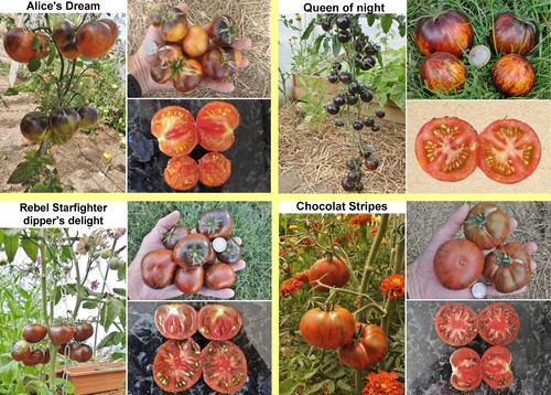 Variétés tomates au - 8, de