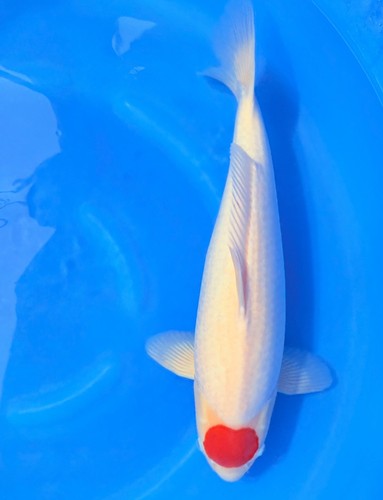 Female torazo tancho - 22”,