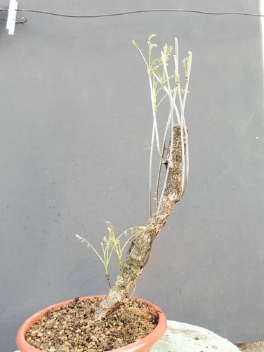 Bonsaï glycine cm en - bonsaï, 10