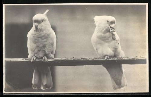 Deux cacatoès sur une - , tige